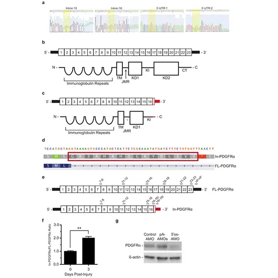 PDGFRA 3 Exons Sequencing